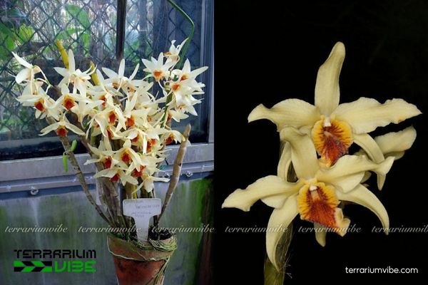 Hoàng Thảo Lụa Vàng 3 Cây Hoàng Thảo Lụa Vàng lý tưởng là hồ bán mở hoặc hồ cạn mở