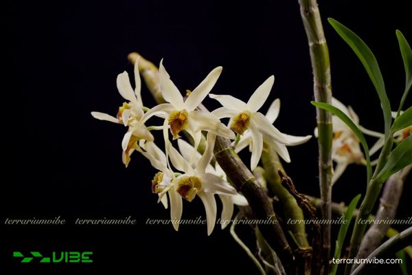 Hoàng Thảo Lụa Vàng 4 Điều kiện môi trường cơ bản chăm cây Hoàng Thảo Lụa Vàng