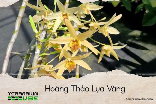 hoang-thao-lua-vang hoàng thảo lụa vàng