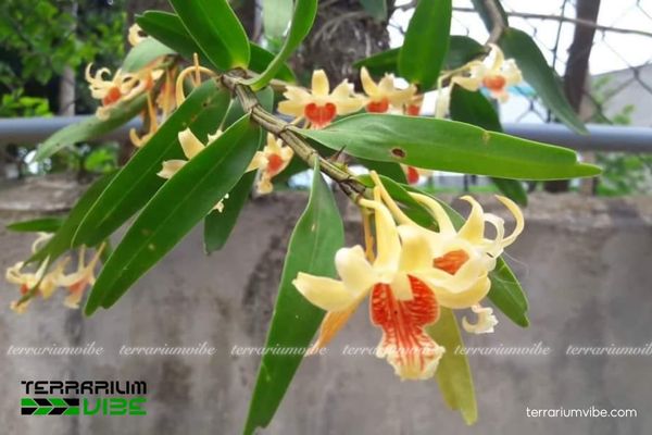 Hoàng Thảo Vạch Đỏ 2 Hoàng Thảo Vạch Đỏ sinh trưởng trên thân gỗ trong rừng núi ẩm