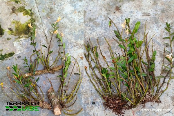 Hoàng Thảo Vạch Đỏ 3 Hoàng Thảo Vạch Đỏ trong terrarium nhỏ, bám trên lũa và phủ rêu ẩm