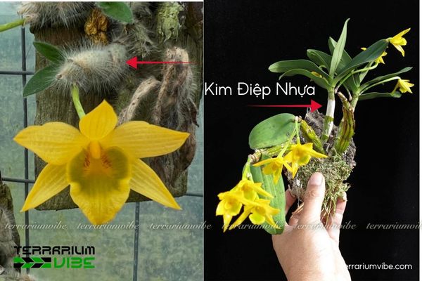 Hoàng Thảo Vàng Lông Trắng 1 Phân loại sinh học và hình dáng Hoàng Thảo Vàng Lông Trắng