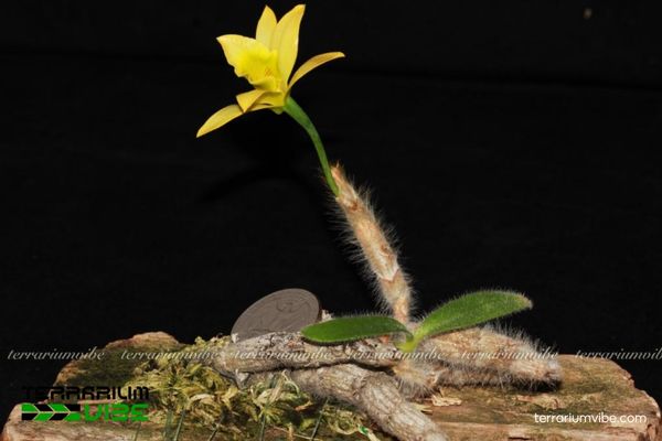 Hoàng Thảo Vàng Lông Trắng 2 Hoàng Thảo Vàng Lông Trắng sống bám trên thân cây ở vùng núi Đông Nam Á