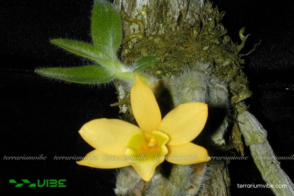 Hoàng Thảo Vàng Lông Trắng 3 Thiết kế Hoàng Thảo Lông Trắng bám trên khúc gỗ, phủ rêu và dương xỉ mini