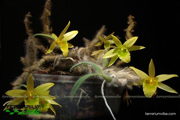 Hoàng Thảo Vàng Lông Trắng 4 Điều kiện môi trương cơ bản cần thiết chăm cây Hoàng Thảo Lông Trắng