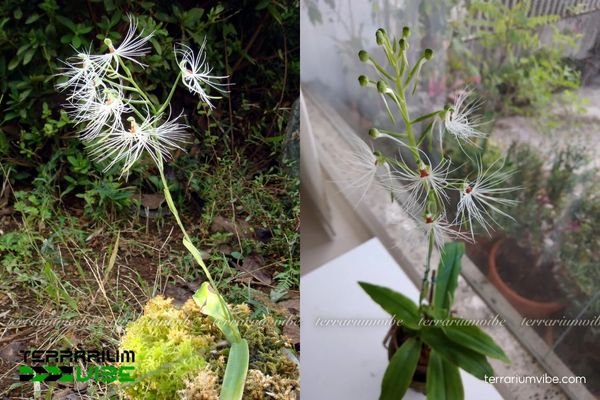 Kiến Cò Râu Quỷ 2 Kiến Cò Râu Quỷ mọc ở tầng thấp rừng ẩm trên đá phủ rêu