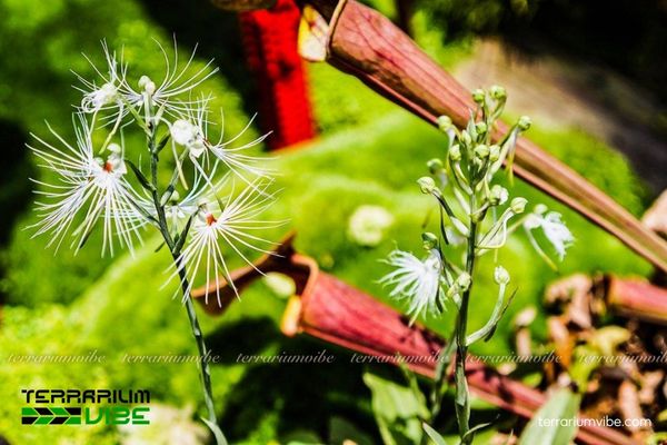 Kiến Cò Râu Quỷ 4 Các yếu tố môi trường cơ bản khi Kiến Cò Râu Quỷ trong hồ cạn