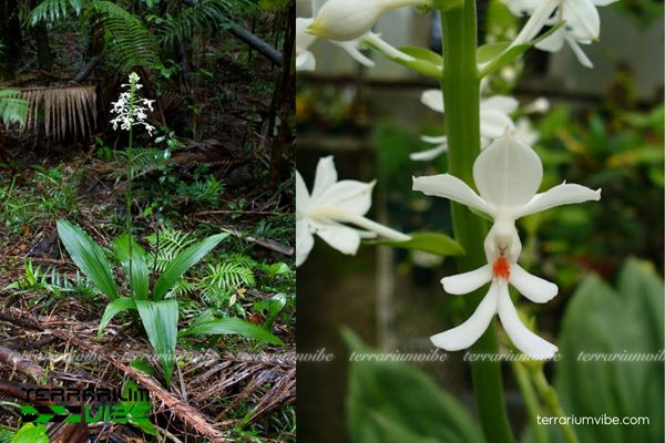 Kiều Lan Xếp Ba 1 Đặc điểm hình thái sinh học loài Kiều Lan Xếp Ba