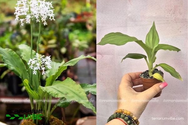 Kiều Lan Xếp Ba 3 Kiều Lan Xếp Ba phù hợp terrarium nhỏ và đẹp nhất khi kết hợp rêu, đá