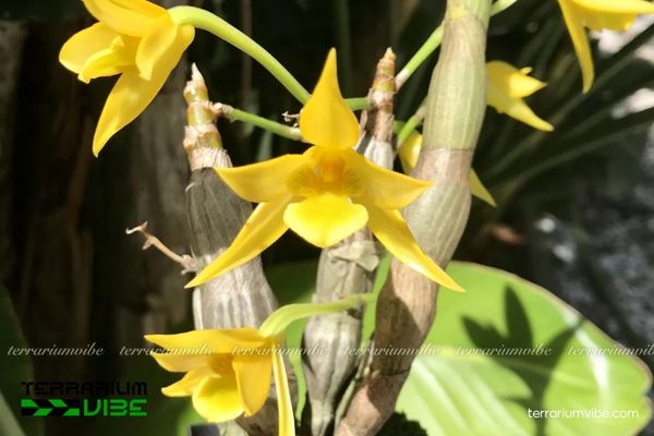 Kim Điệp Nhựa 1 Đặc điểm hình thái sinh học của loài lan Kim Điệp Nhựa