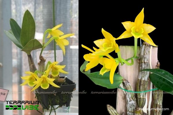 Kim Điệp Nhựa 4 Các yếu tố môi trường cơ bản để chăm cây Kim Điệp Nhựa trong hồ cạn