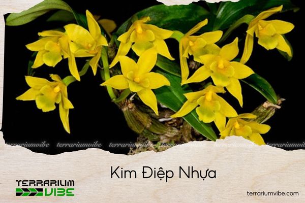 kim-diep-nhua kim điệp nhựa