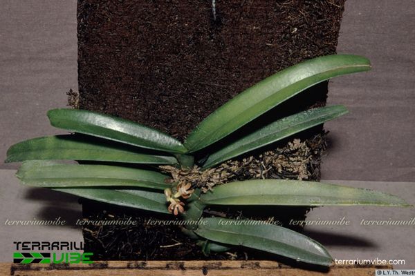 Lan Bắp Ngô Cụm Ngắn 3 Lan Bắp Ngô Cụm Ngắn phát triển tốt trong terrarium mở