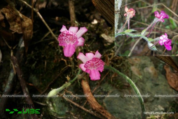 Lan Bầu Rượu Lưỡi Tím 1 Đặc điểm hình thái sinh học của Lan Bầu Rượu Lưỡi Tím