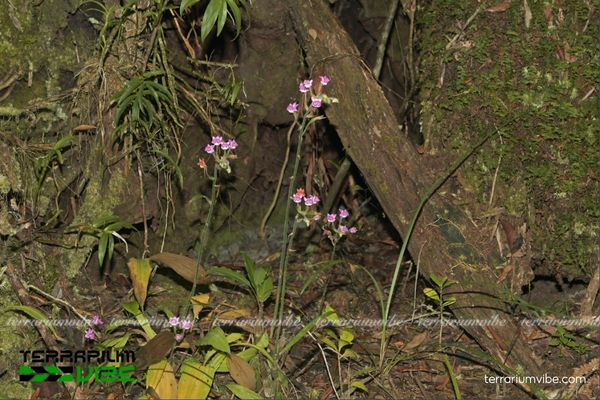 Lan Bầu Rượu Lưỡi Tím 2 Lan Bầu Rượu Lưỡi Tím sinh trưởng trong rừng ẩm nhiệt đới, đất giàu mùn