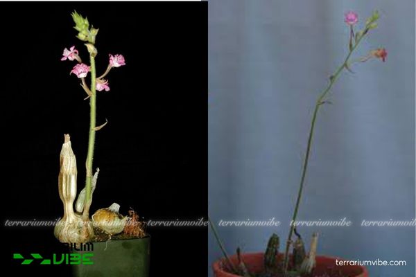 Lan Bầu Rượu Lưỡi Tím 3 Lan Bầu Rượu Lưỡi Tím dễ thích nghi trong đa dạng terrarium và kết hợp hài hòa với rêu