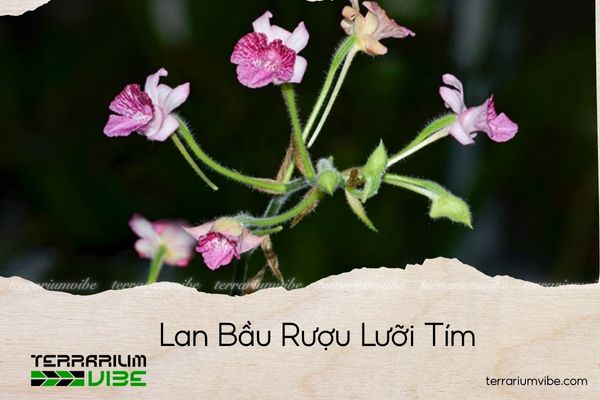 lan-bau-ruou-luoi-tim lan bầu rượu lưỡi tím