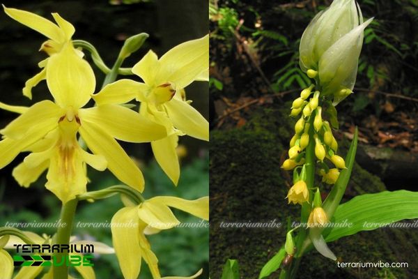 Lan Bầu Rượu Môi Đàn 1 Đặc điểm hình thái sính học của loài lan Lan Bầu Rượu Môi Đàn