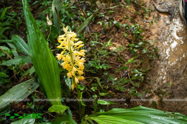 Lan Bầu Rượu Môi Đàn 3 Lan Bầu Rượu Môi Đàn ưa ẩm và thích hợp trong kiểu terrarium mở cỡ vừa và lớn