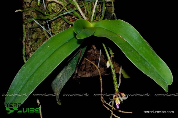 Lan Brachypeza Laotica 3 Lan Brachypeza Laotica ưa ẩm, phù hợp terrarium và phối cùng rêu, lan mini