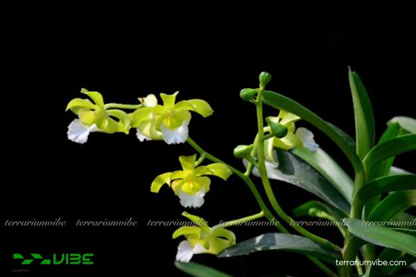 Lan Cù Lao Minh 1 Phân loại sinh học của Lan Cù Lao Minh