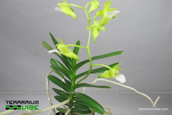 Lan Cù Lao Minh 2 Lan Cù Lao Minh sinh trưởng trên thân cây cổ thụ ở rừng thấp ẩm