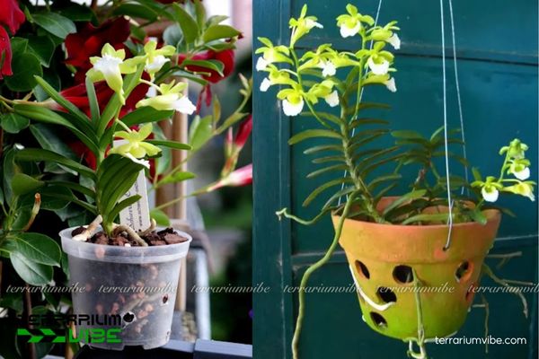 Lan Cù Lao Minh 3 Lan Cù Lao Minh phù hợp thiết kế sinh cảnh trong terrarium