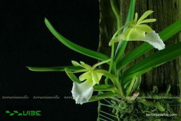 Lan Cù Lao Minh 4 Điều kiện chăm sóc cơ bản cây Lan Cù Lao Minh trong hồ cạn