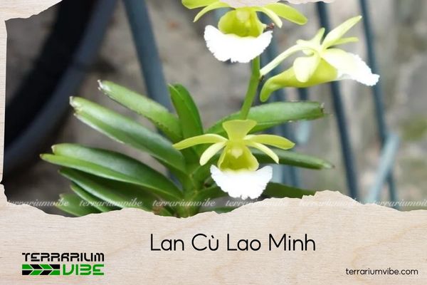 lan-cu-lao-minh lan cù lao minh