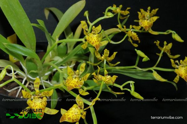 Lan Cyrtochilum Meirax 1 Phân loại sinh học của Lan Cyrtochilum Meirax