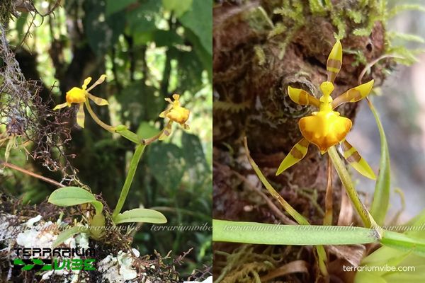 Lan Cyrtochilum Meirax 2 Lan Cyrtochilum Meirax có nguồn gốc núi cao Nam Mỹ, ưa khí hậu mát và ẩm