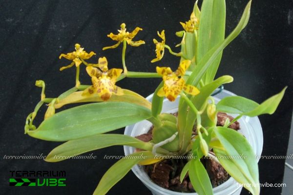 Lan Cyrtochilum Meirax 3 Lan Cyrtochilum Meirax hợp terrarium ẩm, dễ phối cùng rêu và dương xỉ nhỏ
