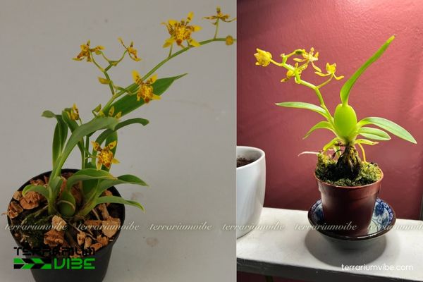 Lan Cyrtochilum Meirax 4 Các yếu tố môi trường cần lưu ý khi chăm Lan Cyrtochilum Meirax