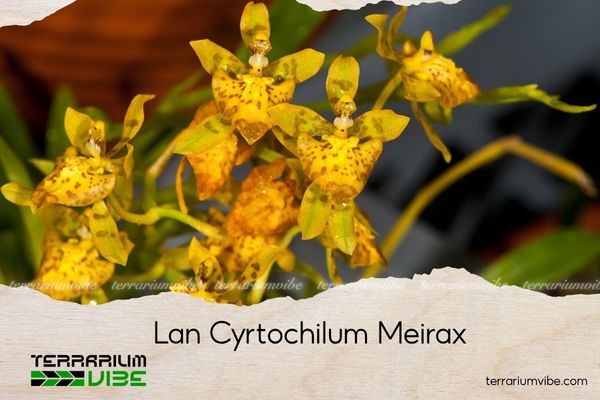 lan-cyrtochilum-meirax lan Cyrtochilum meirax