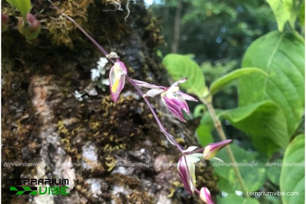 Lan Đại Bao Tu Mơ Rông 1 Đặc điểm hình thái sinh học của Lan Đại Bao Tu Mơ Rông