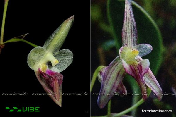 Lan Đại Bao Tu Mơ Rông 3 Lan Đại Bao Tu Mơ Rông phù hợp trồng trong terrarium mở hoặc bán mở