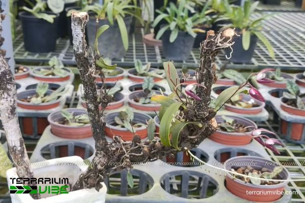 Lan Đại Bao Tu Mơ Rông 4 Các yếu tố môi trường cần đảm bảo khi chăm Lan Đại Bao Tu Mơ Rông