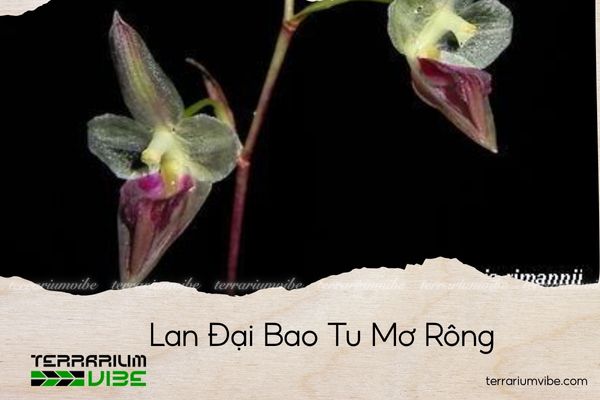 lan-dai-bao-tu-mo-rong lan đại bao tu mơ rông