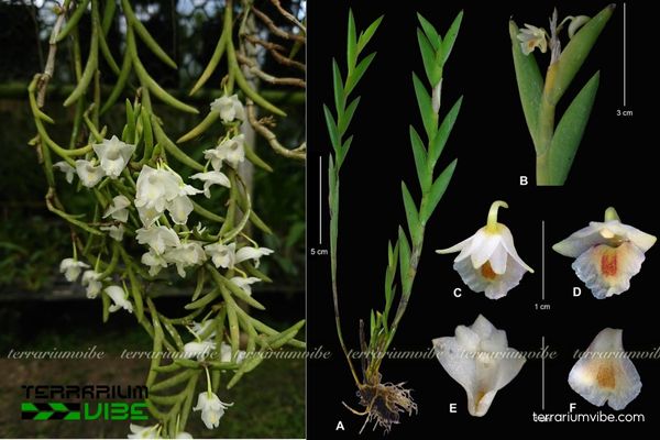 Lan Dendrobium Kentrophyllum 1 Đặc điểm hình thái sinh học của cây Lan Dendrobium Kentrophyllum