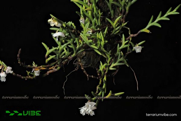Lan Dendrobium Kentrophyllum 4 Các yếu tố về môi trường khi chăm cây Lan Dendrobium Kentrophyllum trong hồ cạn