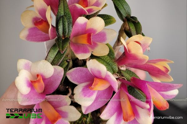 Lan Dendrobium Nagomi 1 Phân loại học và hình thái của Lan Dendrobium Nagomi