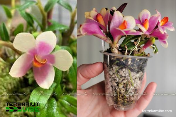 Lan Dendrobium Nagomi 2 Lan Dendrobium Nagomi là loài lan lai giữa D. cuthbertsonii và D. bracteosum