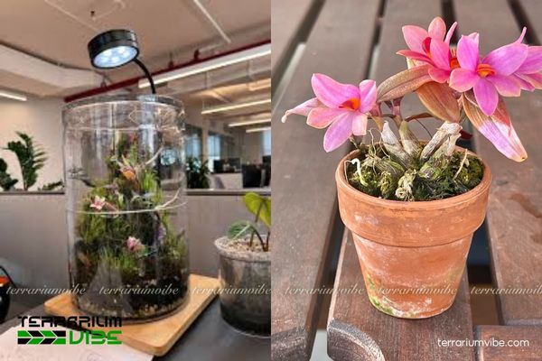 Lan Dendrobium Nagomi 3 Lan Dendrobium Nagomi thích nghi tốt trong hồ cạn