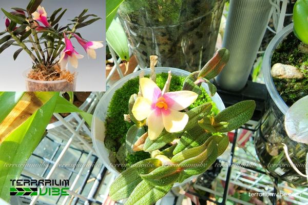 Lan Dendrobium Nagomi 4 Cách chăm sóc cơ bản Lan Dendrobium Nagomi trong terrarium