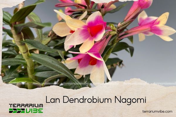 lan-dendrobium-nagomi Lan Dendrobium Nagomi