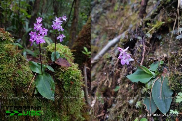 Lan Giả Kiến Cò Bidoup 2 Lan Giả Kiến Cò Bidoup mọc trên đá phủ rêu trên vùng núi cao