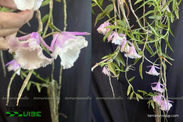 Lan Hạc Vỹ 1 Phân loại sinh học và hình dáng của Lan Hạc Vỹ