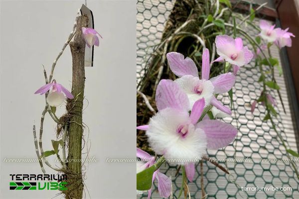 Lan Hạc Vỹ 2 Lan Hạc Vỹ sống bám trên thân cây trong rừng tự nhiên