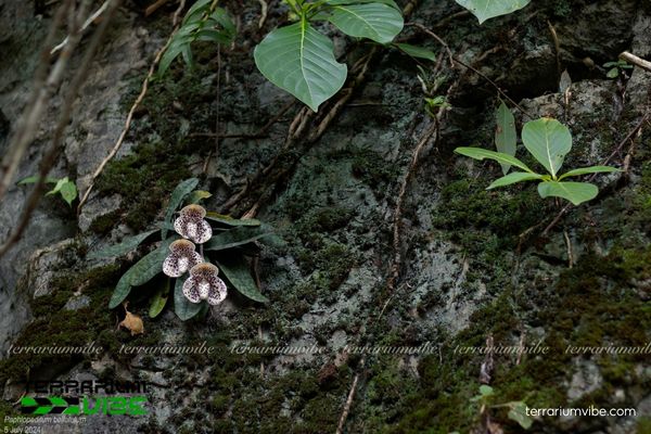 Lan Hài Chó Đốm 2 Cây Lan Hài Chó Đốm sinh trưởng trên vách đá vôi trong khu rừng ẩm ướt