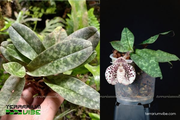 Lan Hài Chó Đốm 4 Các yếu tố môi trường cần đảm bảo khi chăm Lan Hài Chó Đốm